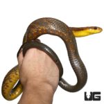 Yellow Bellied Puffing Snake For Sale - Underground Reptiles