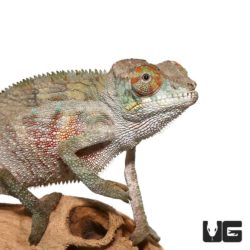 Juvenile Panther Chameleons For Sale - Underground Reptiles