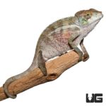 Juvenile Panther Chameleons For Sale - Underground Reptiles