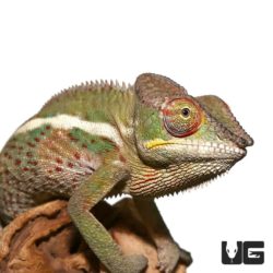 Adult Panther Chameleons For Sale - Underground Reptiles