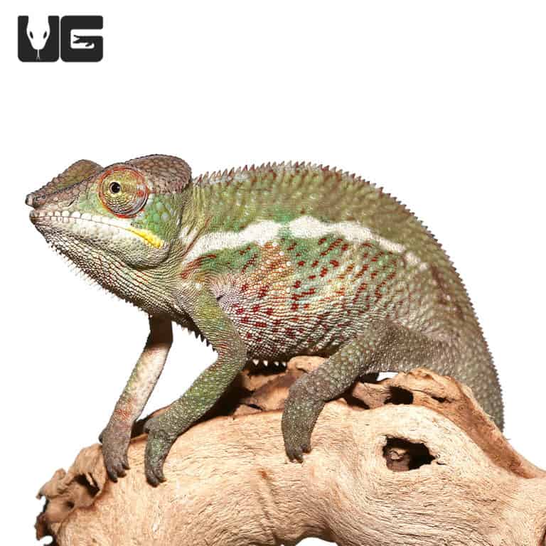 Adult Panther Chameleons (Furcifer pardalis) For Sale Underground