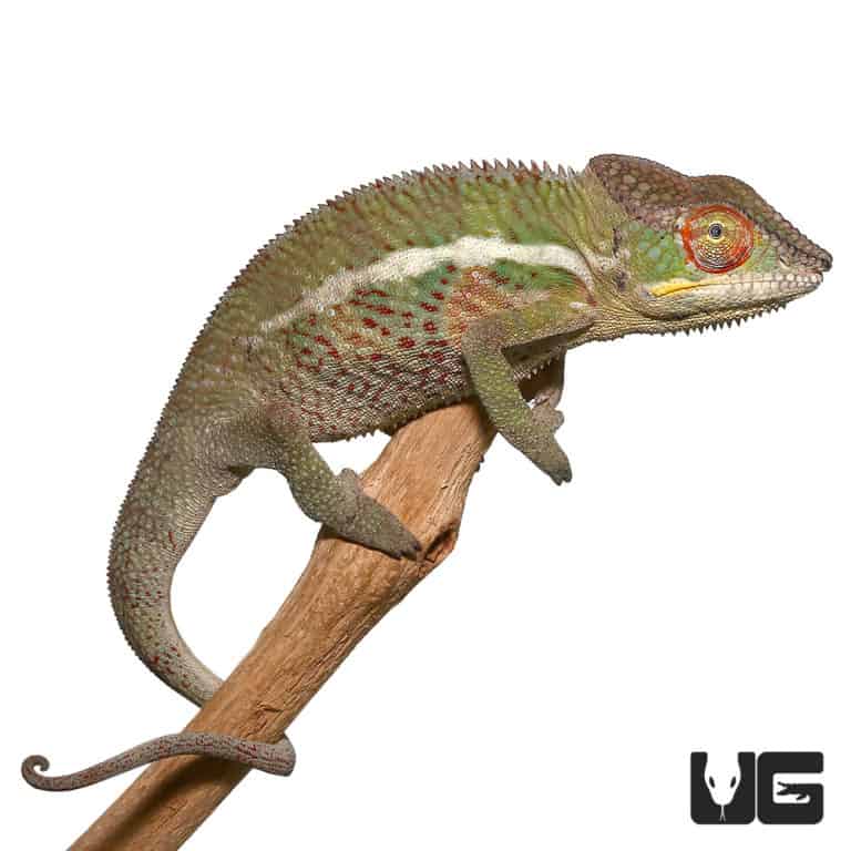 Adult Panther Chameleons (Furcifer pardalis) For Sale Underground