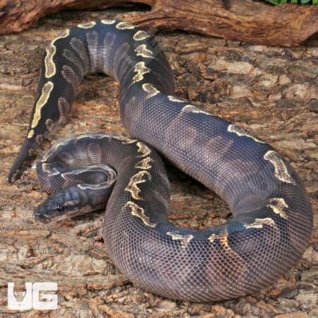 Adult Female GHI Mojave Het Hypo Ball Python For Sale - Underground Reptiles