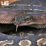 Adult Female GHI Mojave Het Hypo Ball Python For Sale - Underground Reptiles