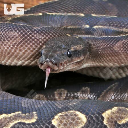 Adult Female GHI Mojave Het Hypo Ball Python For Sale - Underground Reptiles