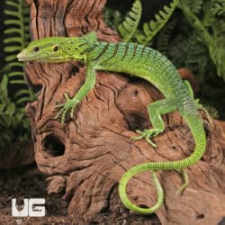 Baby Green Tree Monitor For Sale - Underground Reptiles
