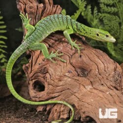 Baby Green Tree Monitor For Sale - Underground Reptiles