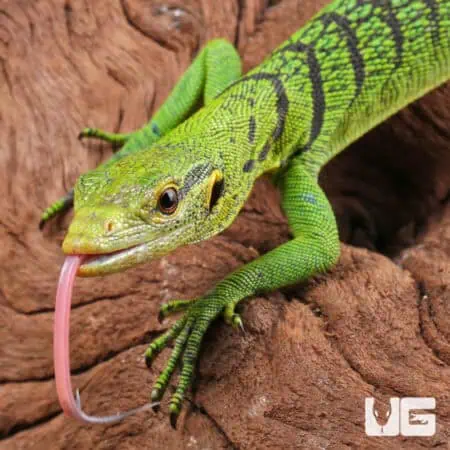 Baby Green Tree Monitor For Sale - Underground Reptiles