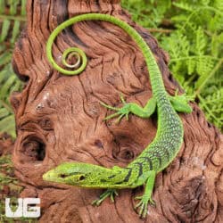 Baby Green Tree Monitor For Sale - Underground Reptiles