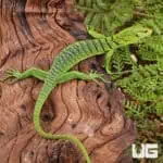 Baby Green Tree Monitor For Sale - Underground Reptiles