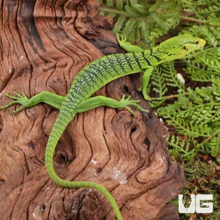 Baby Green Tree Monitor For Sale - Underground Reptiles