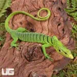 Baby Green Tree Monitor For Sale - Underground Reptiles