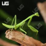 Carolina Praying Mantis For Sale - Underground Reptiles