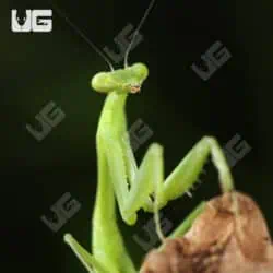 Carolina Praying Mantis For Sale - Underground Reptiles