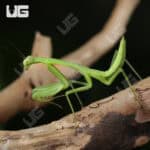 Carolina Praying Mantis For Sale - Underground Reptiles