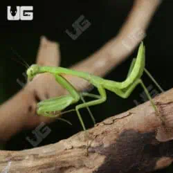 Carolina Praying Mantis For Sale - Underground Reptiles
