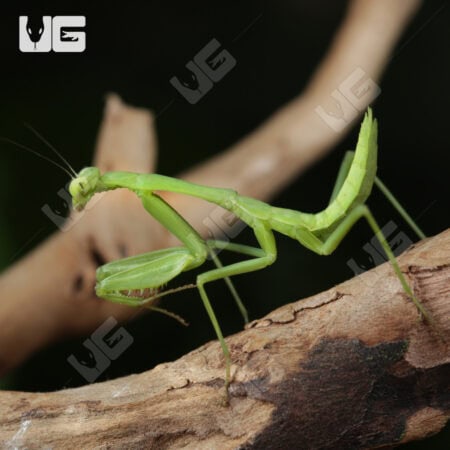 Carolina Praying Mantis For Sale - Underground Reptiles