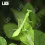 Carolina Praying Mantis For Sale - Underground Reptiles