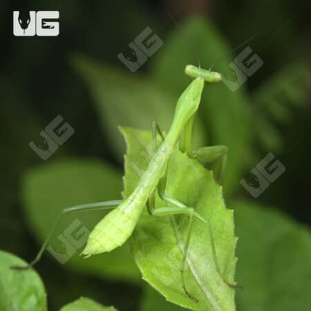 Carolina Praying Mantis For Sale - Underground Reptiles