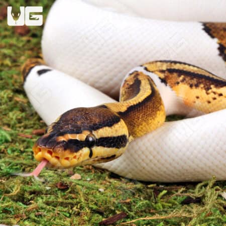 High White Pied Het Candy Ball Python For Sale - Underground Reptiles