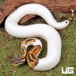 High White Pied Het Candy Ball Python For Sale - Underground Reptiles