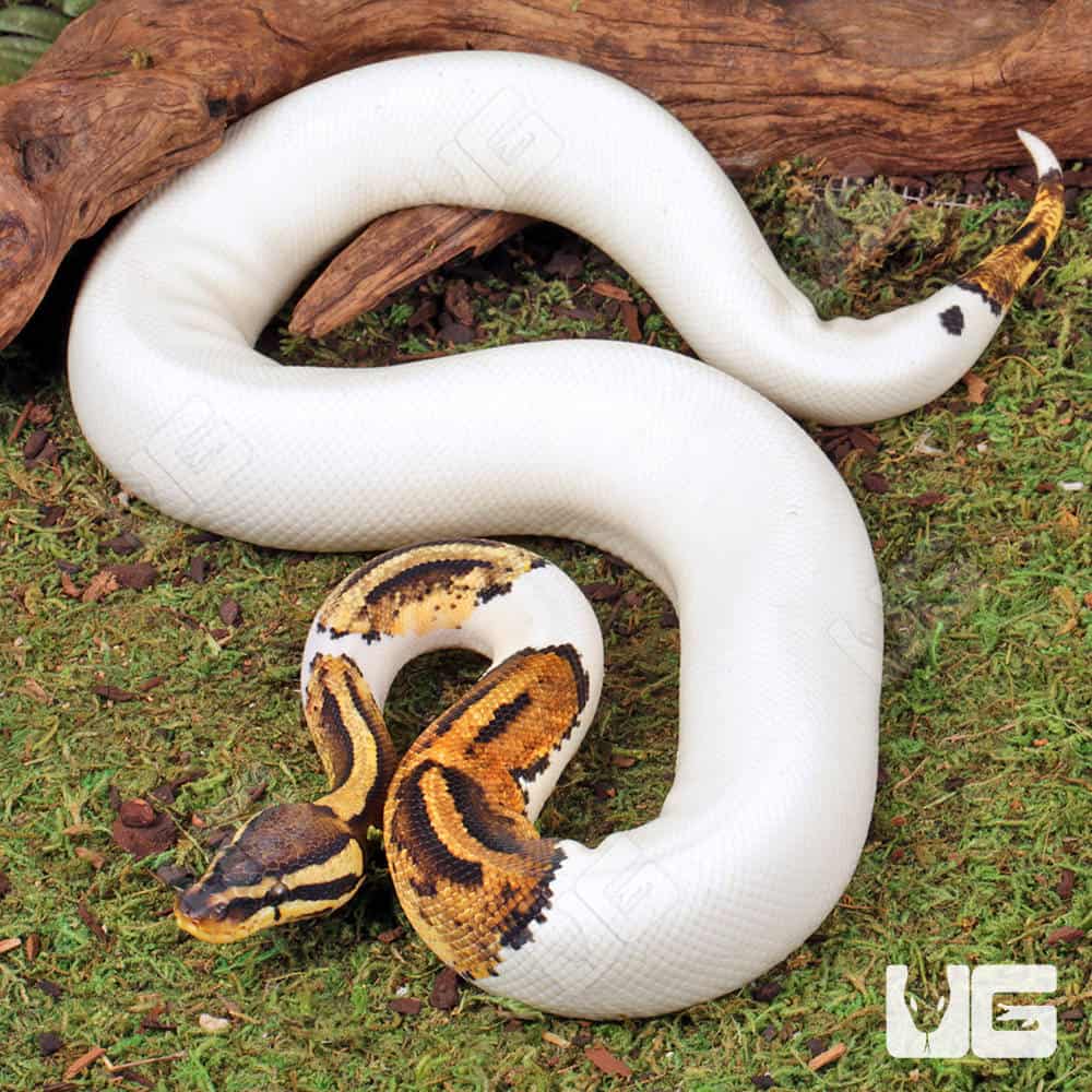 High White Pied Het Candy Ball Python For Sale - Underground Reptiles