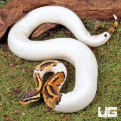 High White Pied Het Candy Ball Python For Sale - Underground Reptiles