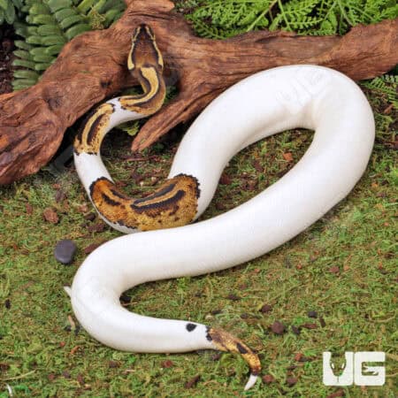 High White Pied Het Candy Ball Python For Sale - Underground Reptiles