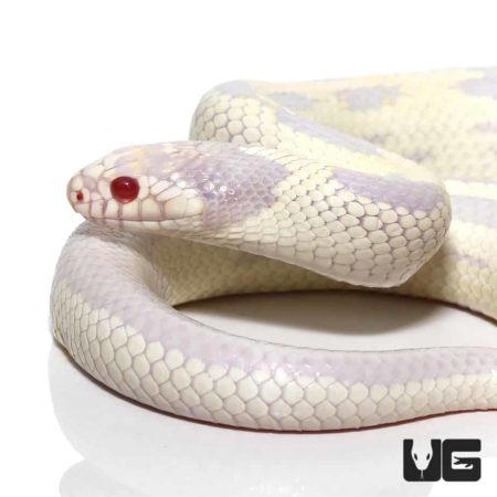 Adult Aberrant Albino California Kingsnakes For Sale - Underground Reptiles