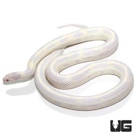 Adult Aberrant Albino California Kingsnakes For Sale - Underground Reptiles
