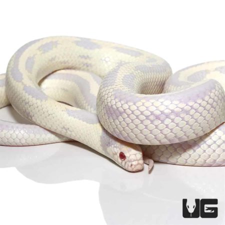 Adult Aberrant Albino California Kingsnakes For Sale - Underground Reptiles