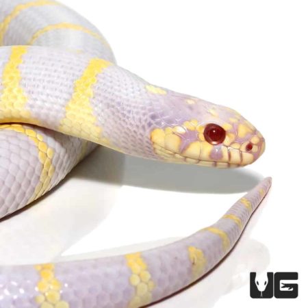 Adult Albino California Kingsnakes For Sale - Underground Reptiles