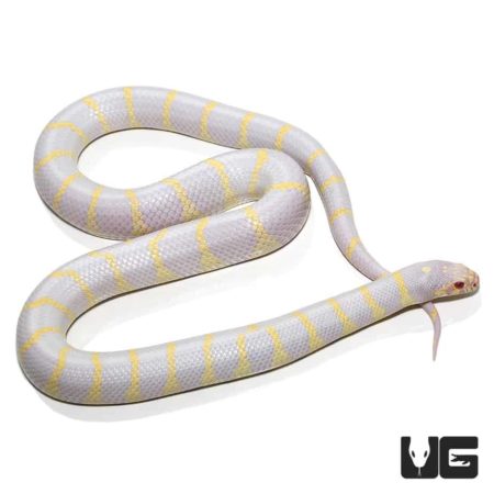 Adult Albino California Kingsnakes For Sale - Underground Reptiles