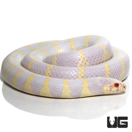 Adult Albino California Kingsnakes For Sale - Underground Reptiles