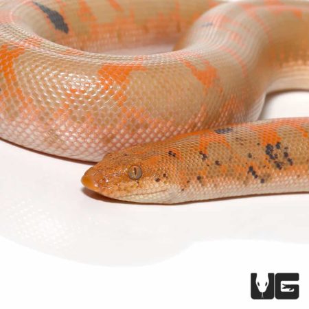 Albino Kenyan Sand Boa - Adult Paradox Morph.