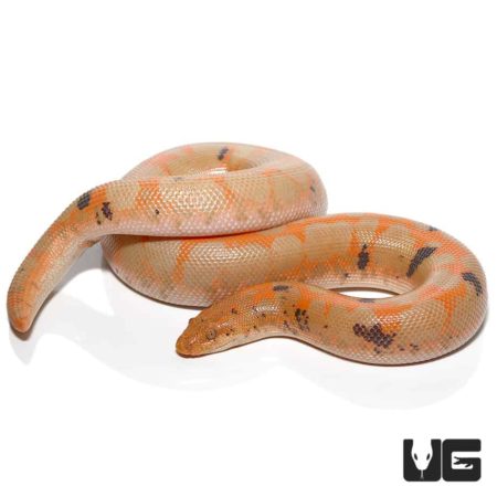 Albino Paradox Kenyan Sand Boas For Sale - Underground Reptiles