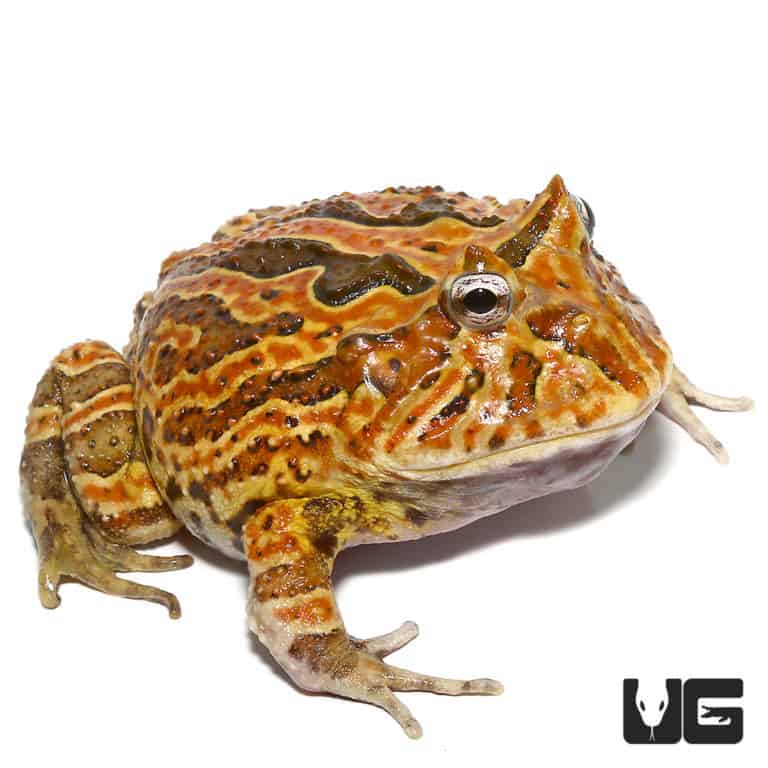 Brown Fantasy Pacman Frogs For Sale - Underground Reptiles