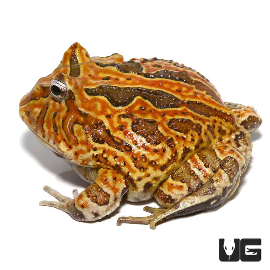 Brown Fantasy Pacman Frogs For Sale - Underground Reptiles