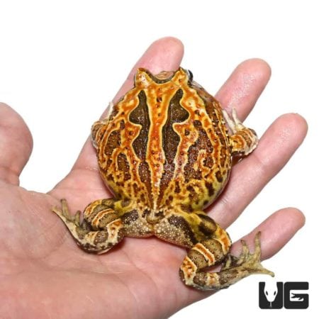 Adult Brown Fantasy Pacman Frog on hand, showcasing vibrant colors and unique patterns.