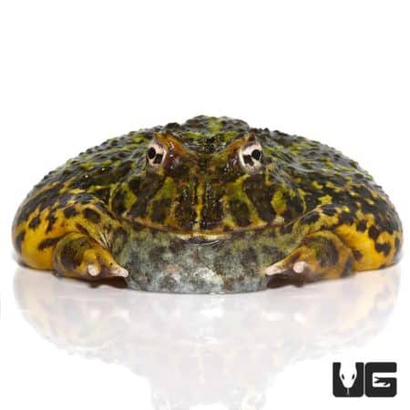 Adult Green Leopard Pacman Frog, a vibrant amphibian species from Underground Reptiles.