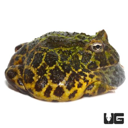 Green Leopard Pacman Frog in natural habitat.