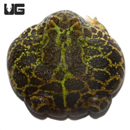 Adult Green Leopard Pacman Frog, showcasing vibrant green and black markings.