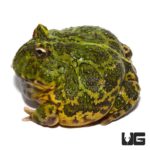 Adult Green Ornate Dragon Wing Pacman Frog For Sale - Underground Reptiles