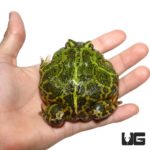 Adult Green Ornate Dragon Wing Pacman Frog For Sale - Underground Reptiles
