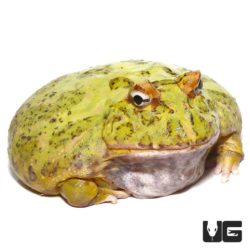 Adult Matcha Pacman Frogs For Sale - Underground Reptiles