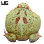 Adult Peppermint Pacman Frog For Sale - Underground Reptiles