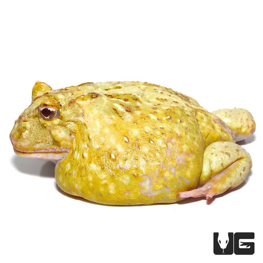 Adult Keylime Pacman Frog (Ceratophrys cranwelli) for sale ...