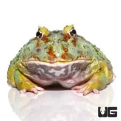 Adult Samurai Blue Pacman Frog For Sale - Underground Reptiles