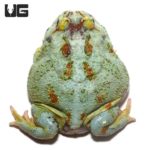 Adult Samurai Blue Pacman Frog For Sale - Underground Reptiles