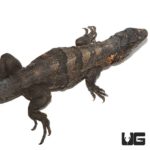3 Foot Spiny Tailed Iguanas For Sale - Underground Reptiles